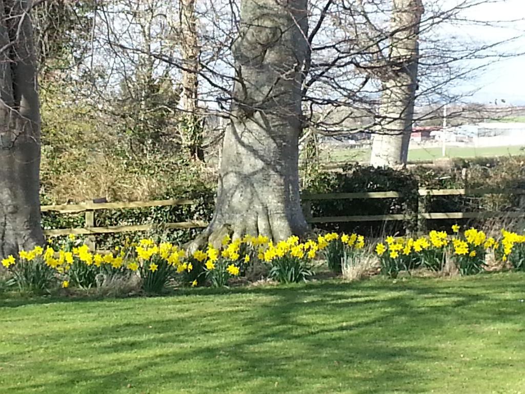 Ty Derw Country House B&B Ruthin Exterior foto